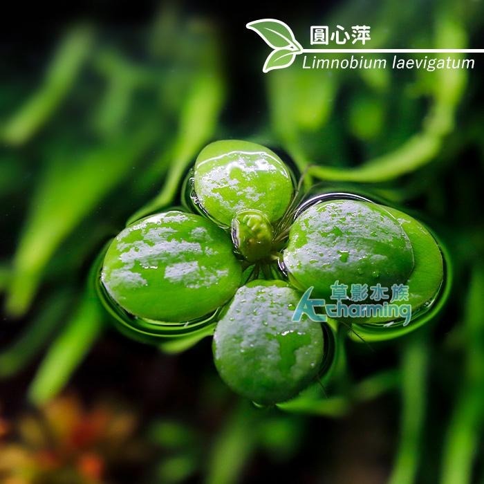 【AC草影】圓心萍 【一株】水草 浮萍 漂浮品種 真水草 水生植物 魚缸造景 造景水草 綠水草 避免藻類-細節圖2