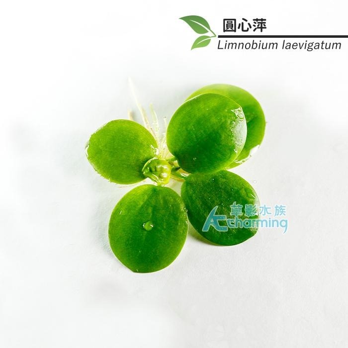 【AC草影】圓心萍 【一株】水草 浮萍 漂浮品種 真水草 水生植物 魚缸造景 造景水草 綠水草 避免藻類-細節圖3