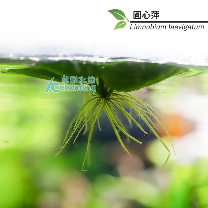 【AC草影】圓心萍 【一株】水草 浮萍 漂浮品種 真水草 水生植物 魚缸造景 造景水草 綠水草 避免藻類-細節圖4
