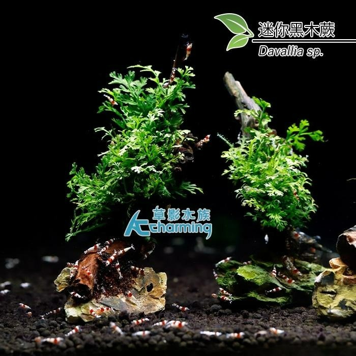 【AC草影】迷你黑木蕨 石景沉木【一顆】 陰性水草 陰性草 不用CO2 不需二氧化碳 新手水草 低光量 水草造景 水生植-細節圖2
