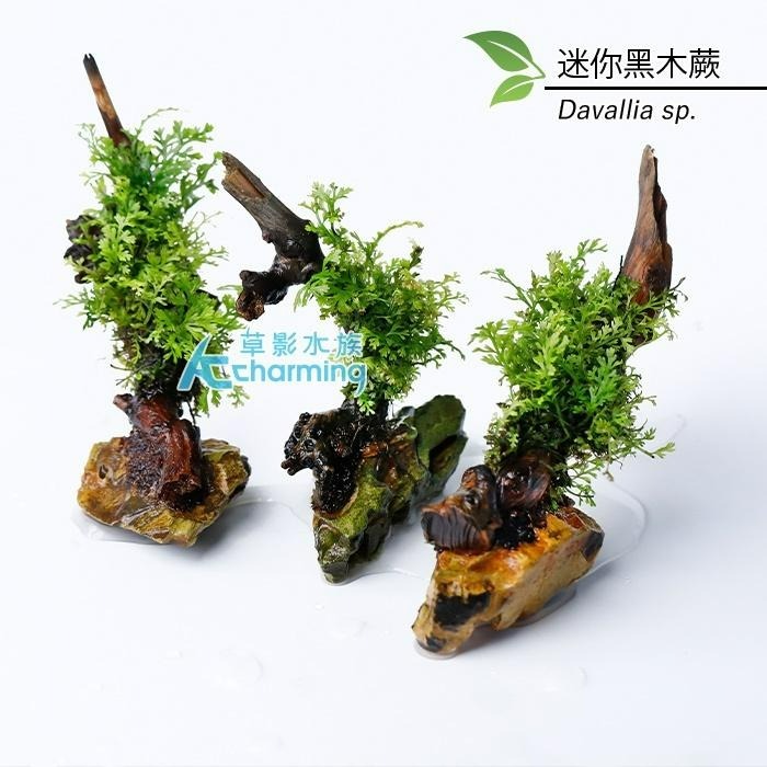 【AC草影】迷你黑木蕨 石景沉木【一顆】 陰性水草 陰性草 不用CO2 不需二氧化碳 新手水草 低光量 水草造景 水生植-細節圖3