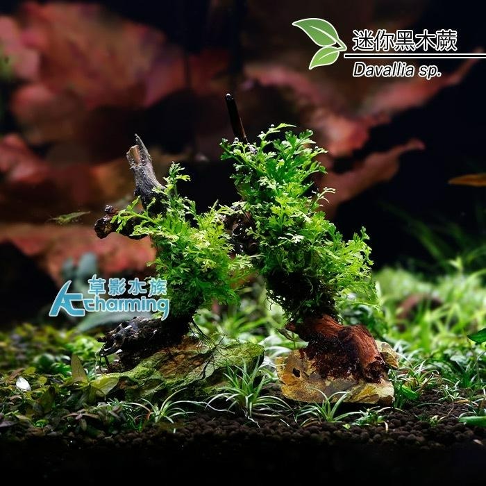 【AC草影】迷你黑木蕨 石景沉木【一顆】 陰性水草 陰性草 不用CO2 不需二氧化碳 新手水草 低光量 水草造景 水生植-細節圖4