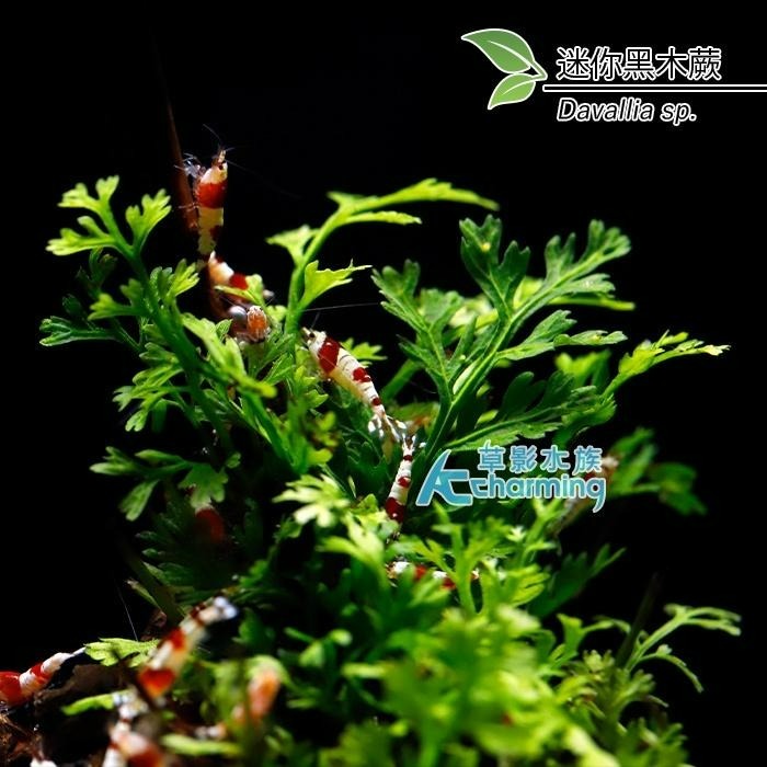 【AC草影】迷你黑木蕨 石景沉木【一顆】 陰性水草 陰性草 不用CO2 不需二氧化碳 新手水草 低光量 水草造景 水生植-細節圖5