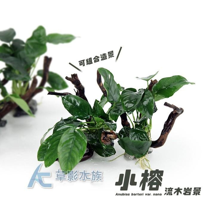 【AC草影】小榕流木岩景 【一棵】陰性水草 不用CO2 中景草 新手水草 陰性草 耐熱 水生植物 水草裝飾-細節圖3