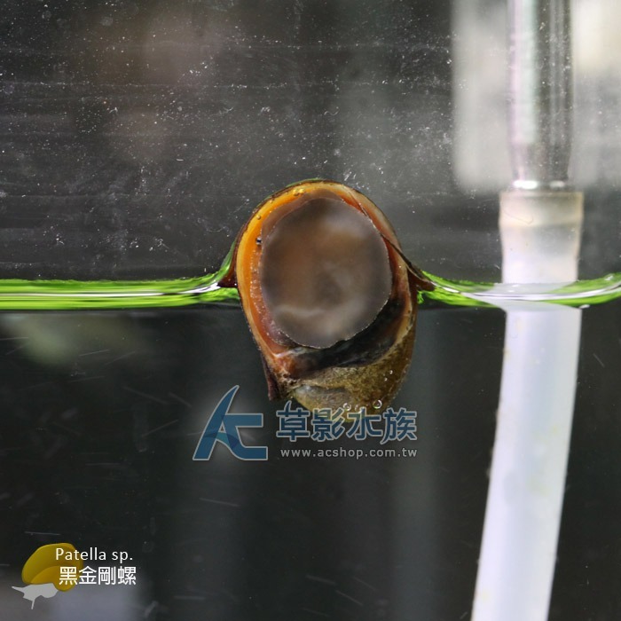 【AC草影】黑金剛螺【一顆】軍帽螺 螺類 清除藻類 缸壁綠藻 觀賞螺 除藻 清潔魚缸 除黑毛藻-細節圖2