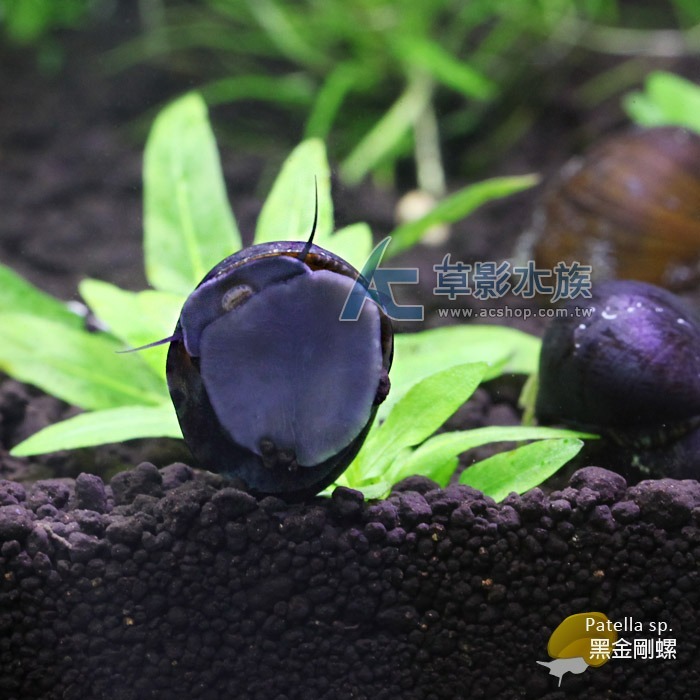 【AC草影】黑金剛螺【一顆】軍帽螺 螺類 清除藻類 缸壁綠藻 觀賞螺 除藻 清潔魚缸 除黑毛藻-細節圖3
