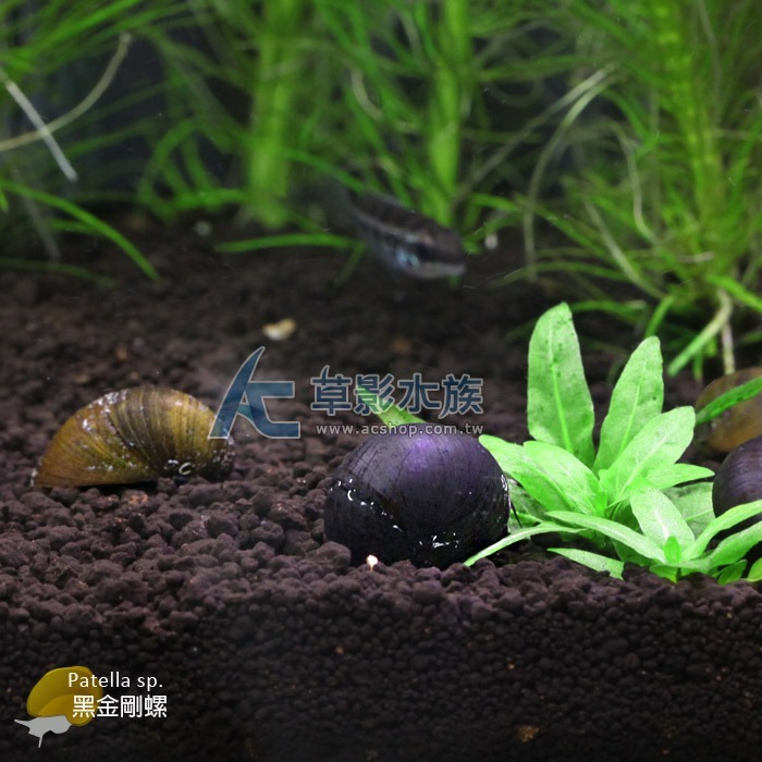 【AC草影】黑金剛螺【一顆】軍帽螺 螺類 清除藻類 缸壁綠藻 觀賞螺 除藻 清潔魚缸 除黑毛藻-細節圖4