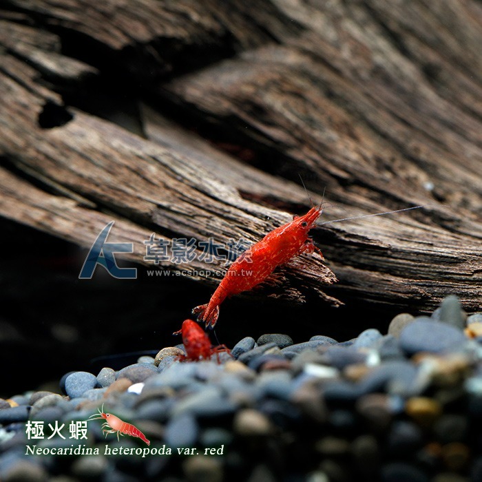 【AC草影】極火蝦 【一份】淡水蝦 玫瑰蝦 火焰蝦 除藻蝦-細節圖2