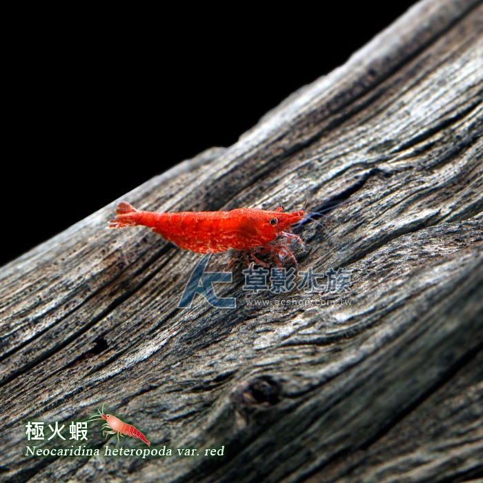 【AC草影】極火蝦 【一份】淡水蝦 玫瑰蝦 火焰蝦 除藻蝦-細節圖4