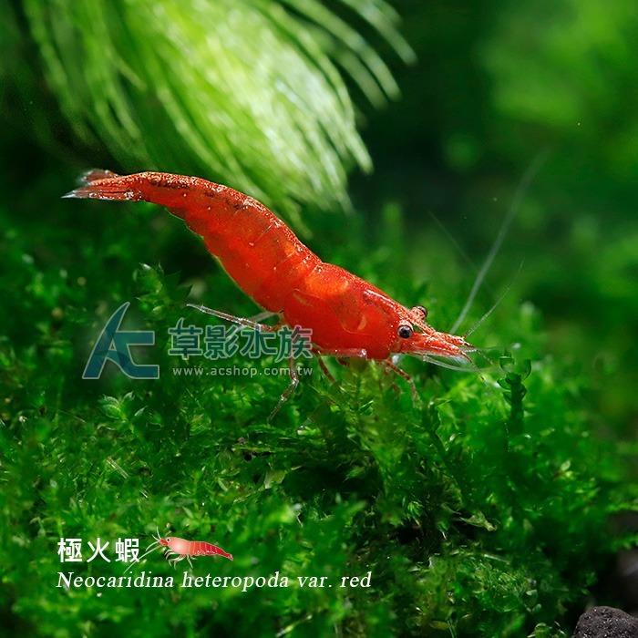 極火蝦 【八隻】