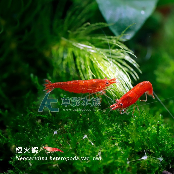 極火蝦 【二十隻】