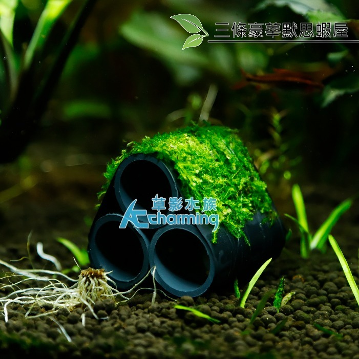 AC草影】三條豪華默思蝦屋【一座】陰性水草 造景裝飾 水草造景 水生植物 中景草 魚蝦躲藏用 可培養菌種 陰性草-細節圖2