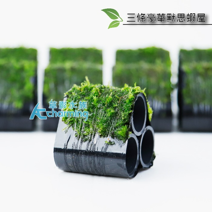 AC草影】三條豪華默思蝦屋【一座】陰性水草 造景裝飾 水草造景 水生植物 中景草 魚蝦躲藏用 可培養菌種 陰性草-細節圖3