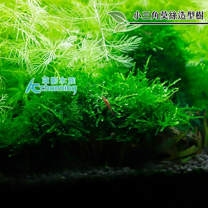 【AC草影】小三角莫絲 石景沉木【一棵】陰性草 水草 前景草 造景沉木 陰性水草 不用co2 不須二氧化碳 新手水草-細節圖2