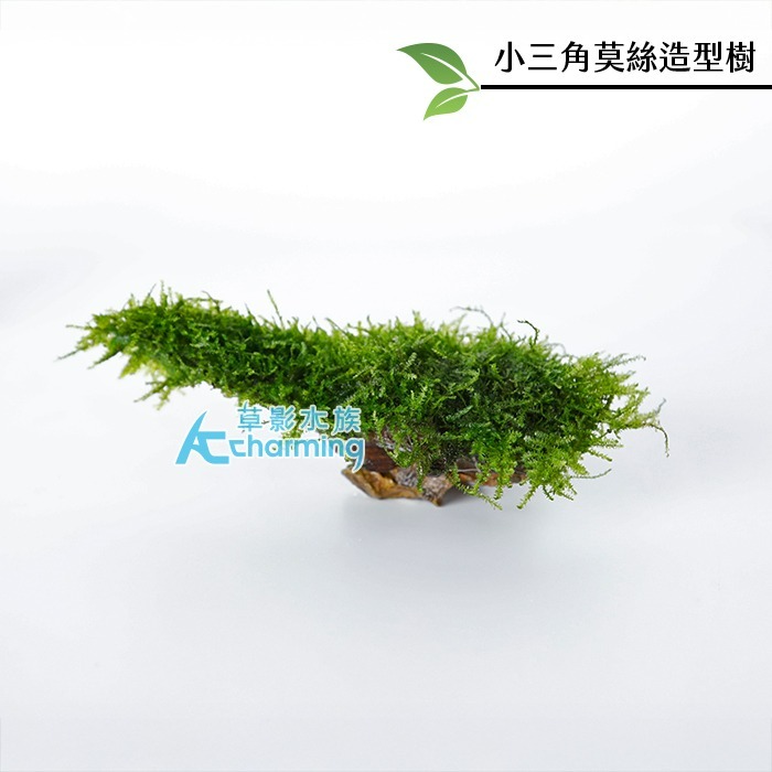 【AC草影】小三角莫絲 石景沉木【一棵】陰性草 水草 前景草 造景沉木 陰性水草 不用co2 不須二氧化碳 新手水草-細節圖3