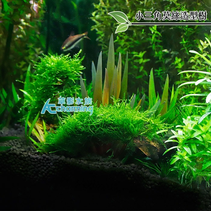 【AC草影】小三角莫絲 石景沉木【一棵】陰性草 水草 前景草 造景沉木 陰性水草 不用co2 不須二氧化碳 新手水草-細節圖4