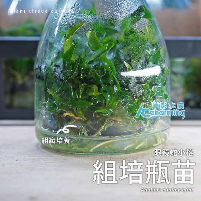 【AC草影】眼鏡蛇小榕 （組培瓶苗）【一株】陰性水草 陰性草 水草造景 水族裝飾 魚缸擺設 水生植物 耐熱 不須CO2-細節圖2