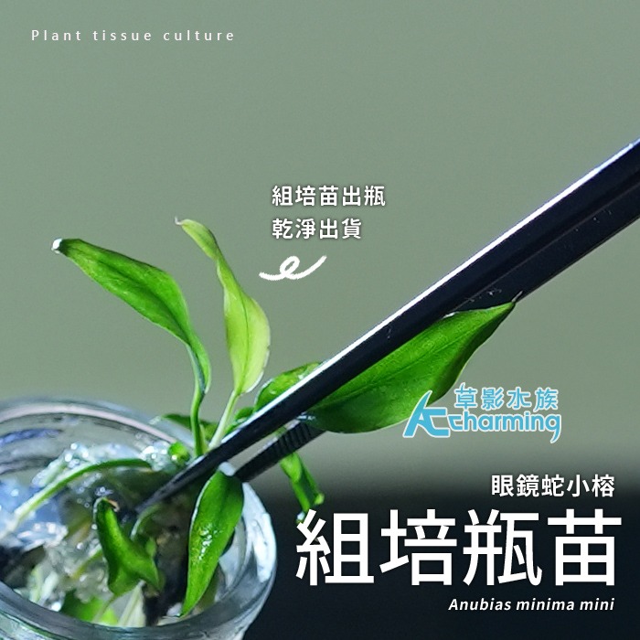 【AC草影】眼鏡蛇小榕 （組培瓶苗）【一株】陰性水草 陰性草 水草造景 水族裝飾 魚缸擺設 水生植物 耐熱 不須CO2-細節圖3