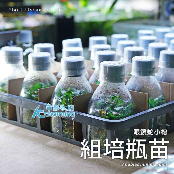 【AC草影】眼鏡蛇小榕 （組培瓶苗）【一株】陰性水草 陰性草 水草造景 水族裝飾 魚缸擺設 水生植物 耐熱 不須CO2-細節圖4