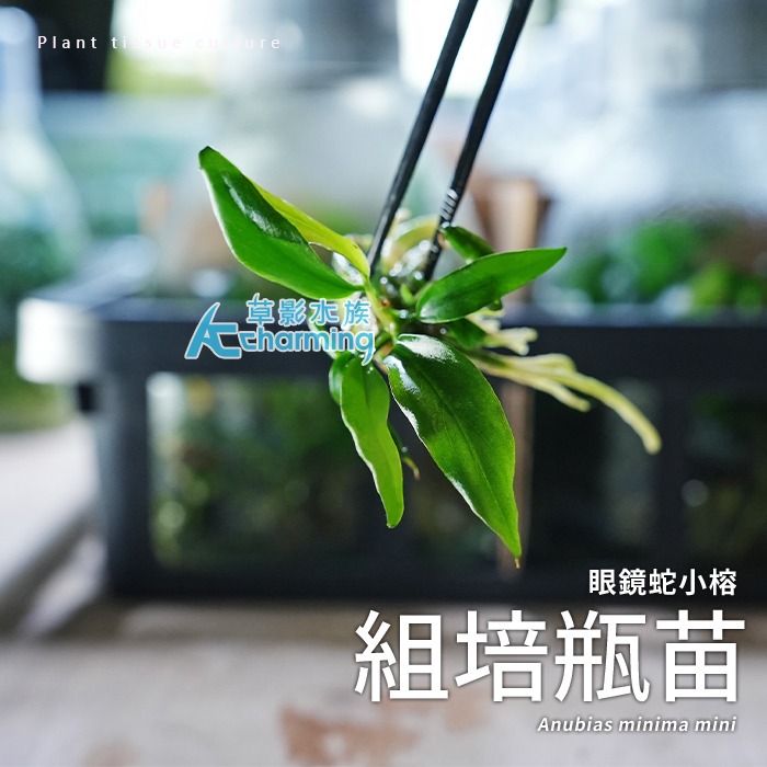 【AC草影】眼鏡蛇小榕 （組培瓶苗）【一株】陰性水草 陰性草 水草造景 水族裝飾 魚缸擺設 水生植物 耐熱 不須CO2-細節圖6