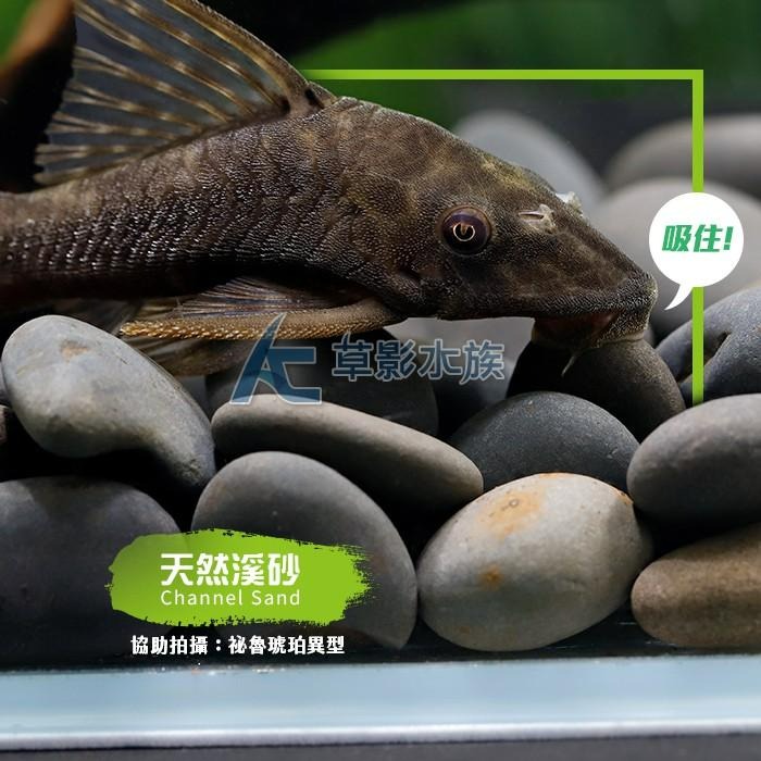 【AC草影】SKYFALL 天賞 砂勞越天然河砂（3kg）【一包】進口河砂 水族底砂 烏龜底砂 烏龜沙-細節圖4