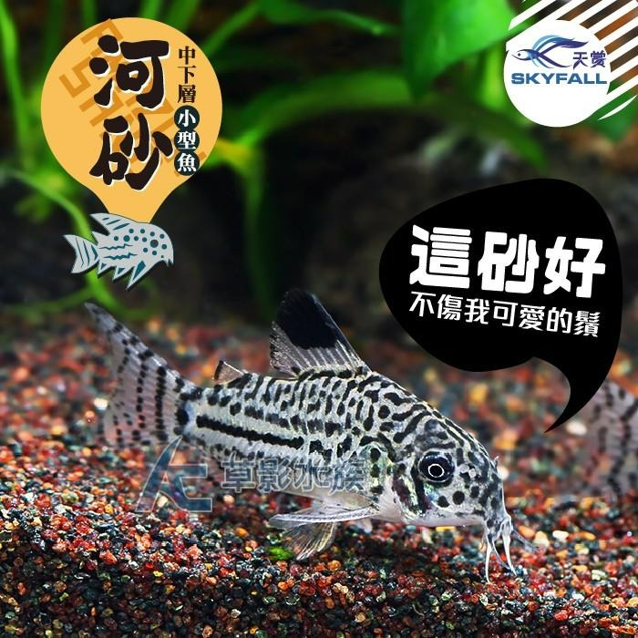 【AC草影】SKYFALL 天賞 短鯛、鼠魚專用砂（1.5kg）【一包】鼠砂 鼠沙 熱帶雨林砂 水族底沙 底沙 短鯛專用-細節圖2