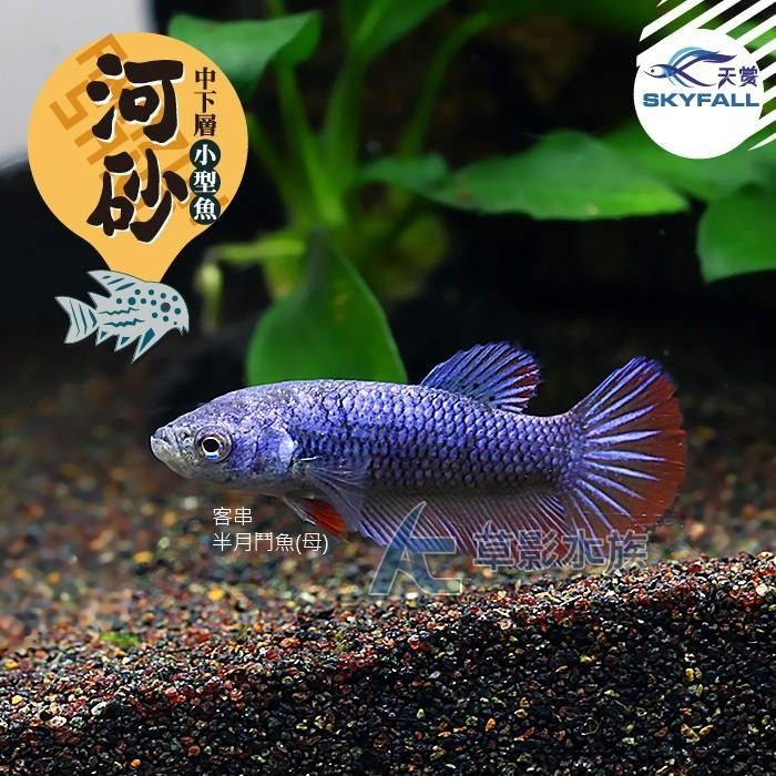 【AC草影】SKYFALL 天賞 短鯛、鼠魚專用砂（3kg）【一包】鼠砂 鼠沙 熱帶雨林砂 短鯛砂-細節圖5