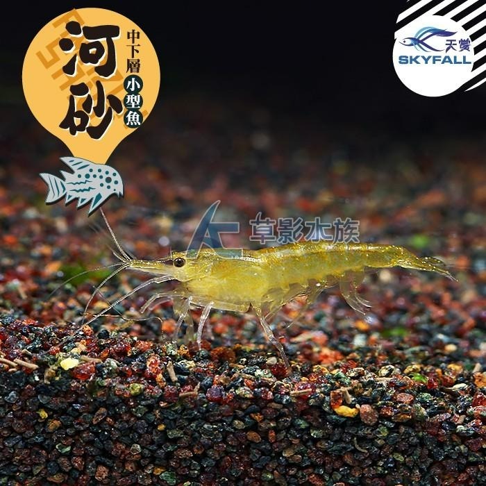 【AC草影】SKYFALL 天賞 短鯛、鼠魚專用砂（3kg）【一包】鼠砂 鼠沙 熱帶雨林砂 短鯛砂-細節圖3