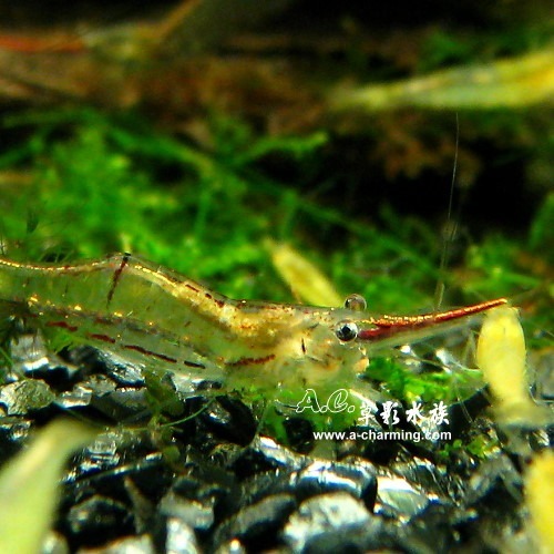 【AC草影】紅戟槍蝦【十一隻】淡水蝦 除藻蝦 清潔蝦 清除藻類-細節圖2