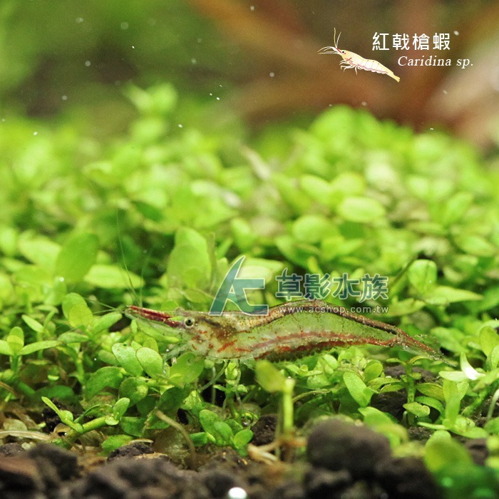 【AC草影】紅戟槍蝦【十一隻】淡水蝦 除藻蝦 清潔蝦 清除藻類-細節圖3