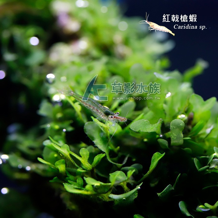 【AC草影】紅戟槍蝦【十一隻】淡水蝦 除藻蝦 清潔蝦 清除藻類-細節圖4