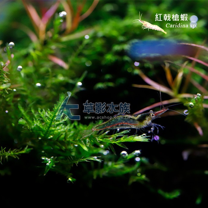 【AC草影】紅戟槍蝦【十一隻】淡水蝦 除藻蝦 清潔蝦 清除藻類-細節圖5