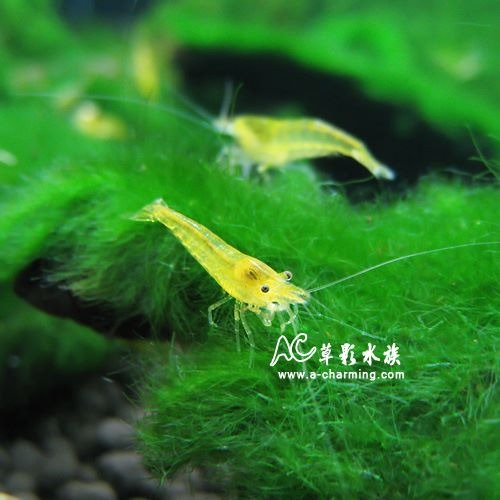 【AC草影】黃金米蝦 【十隻】淡水蝦 玫瑰蝦 火焰蝦 除藻-細節圖2