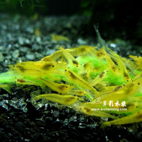 【AC草影】黃金米蝦 【十隻】淡水蝦 玫瑰蝦 火焰蝦 除藻-細節圖3