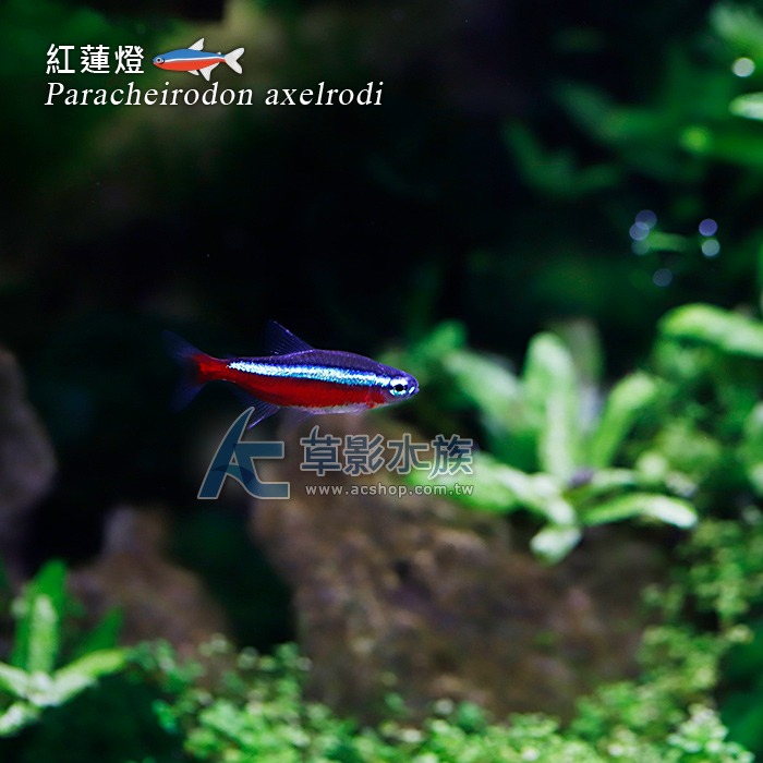 【AC草影】紅蓮燈【八隻】燈科魚 熱帶魚之王 燈魚 群游 紅蓮燈魚-細節圖2