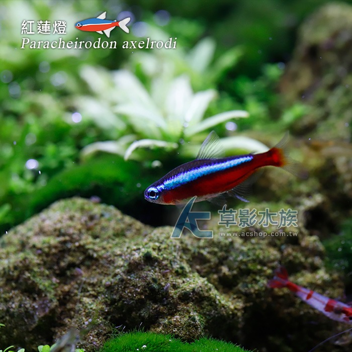 【AC草影】紅蓮燈【八隻】燈科魚 熱帶魚之王 燈魚 群游 紅蓮燈魚-細節圖3