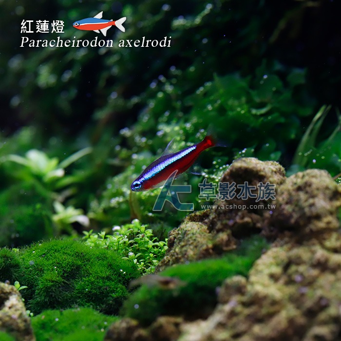【AC草影】紅蓮燈【八隻】燈科魚 熱帶魚之王 燈魚 群游 紅蓮燈魚-細節圖4