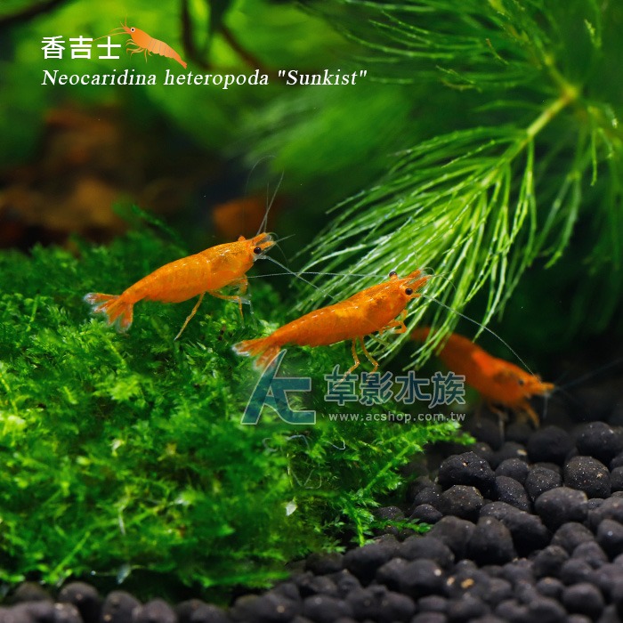 【AC草影】香吉士【十一隻】新品種米蝦 觀賞蝦 台灣蝦-細節圖2