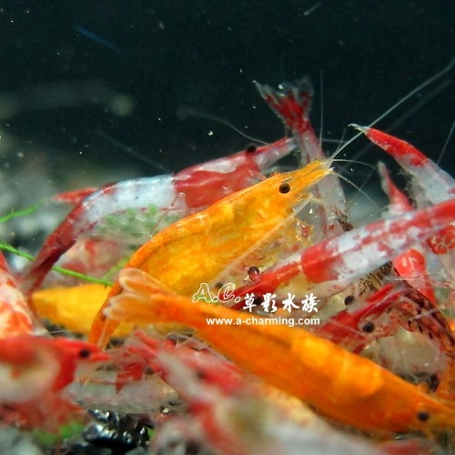 【AC草影】香吉士【十一隻】新品種米蝦 觀賞蝦 台灣蝦-細節圖4