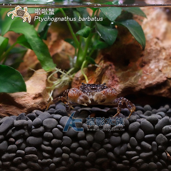 【AC草影】啦啦蟹【一隻】小螃蟹 澤蟹 魚缸螃蟹 拉拉蟹-細節圖2