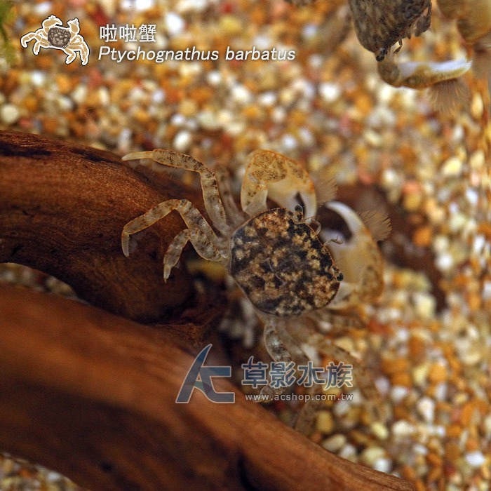 【AC草影】啦啦蟹【一隻】小螃蟹 澤蟹 魚缸螃蟹 拉拉蟹-細節圖3