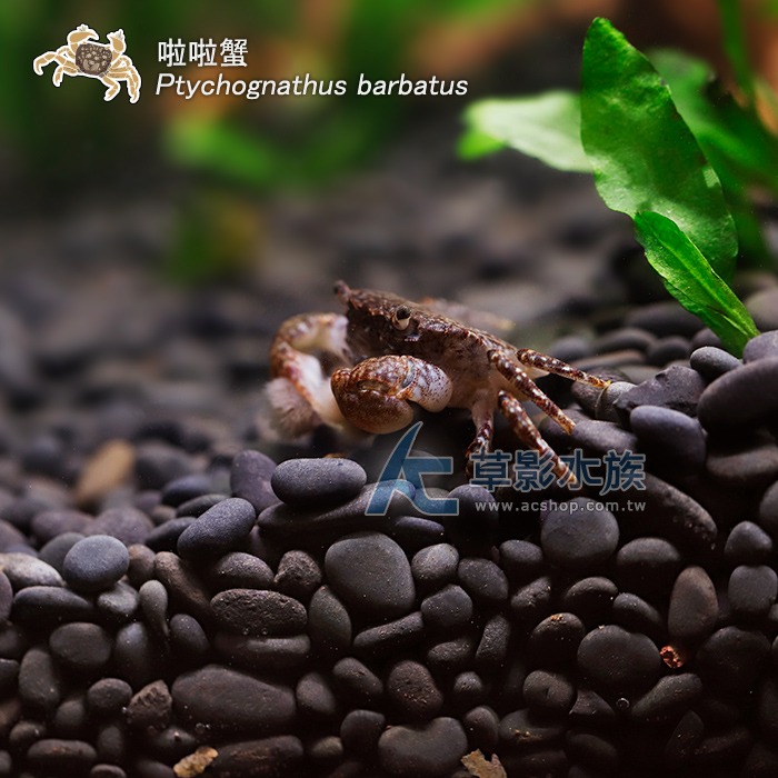 【AC草影】啦啦蟹【一隻】小螃蟹 澤蟹 魚缸螃蟹 拉拉蟹-細節圖4