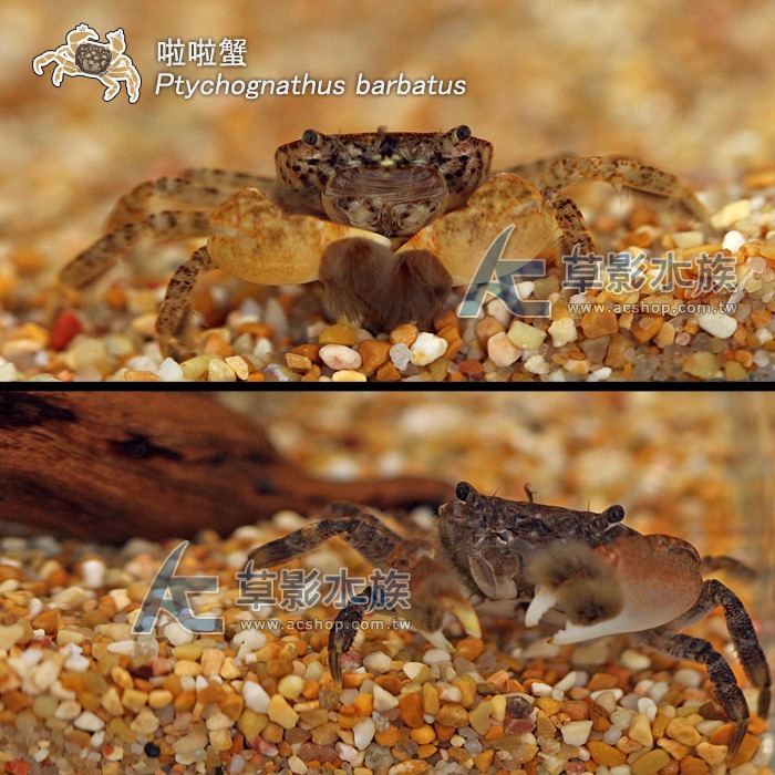 【AC草影】啦啦蟹【一隻】小螃蟹 澤蟹 魚缸螃蟹 拉拉蟹-細節圖5