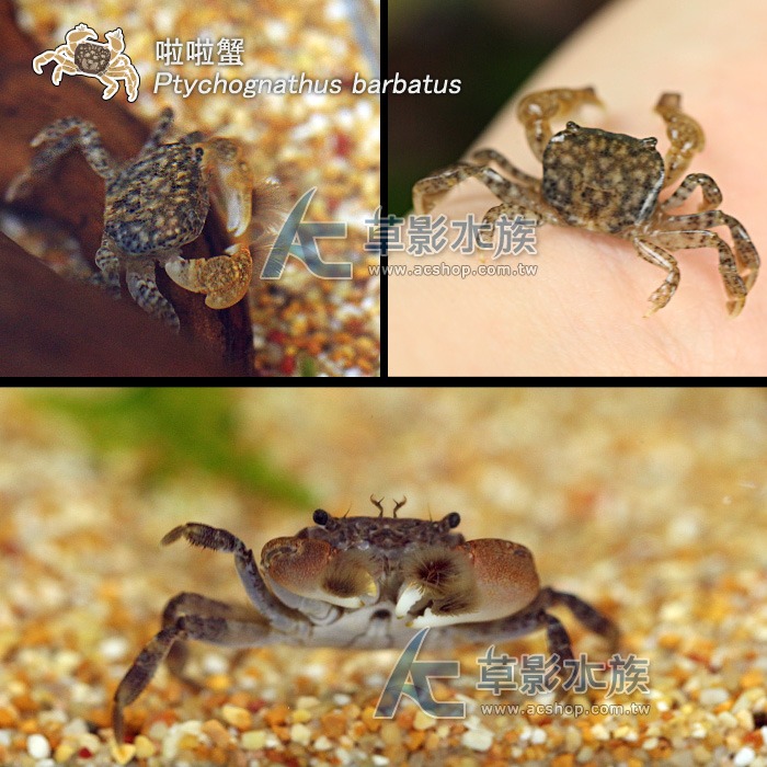 【AC草影】啦啦蟹【一隻】小螃蟹 澤蟹 魚缸螃蟹 拉拉蟹-細節圖6