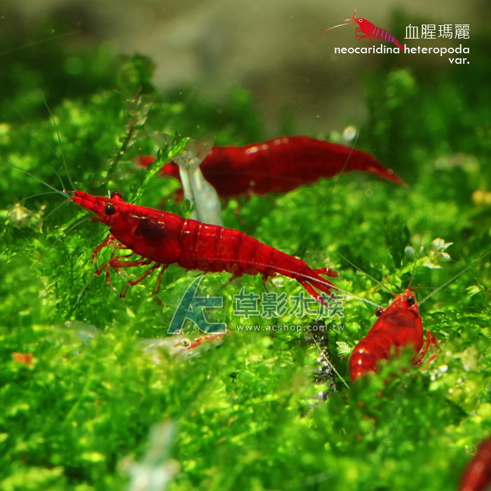 【AC草影】血腥瑪麗【三隻】觀賞蝦 淡水蝦 米蝦 除藻蝦 清潔藻類-細節圖2