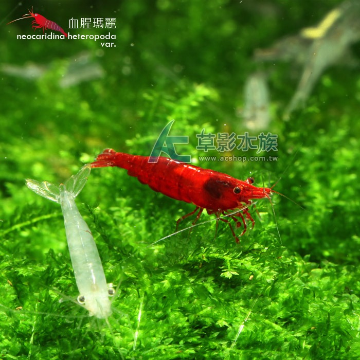 【AC草影】血腥瑪麗【三隻】觀賞蝦 淡水蝦 米蝦 除藻蝦 清潔藻類-細節圖3