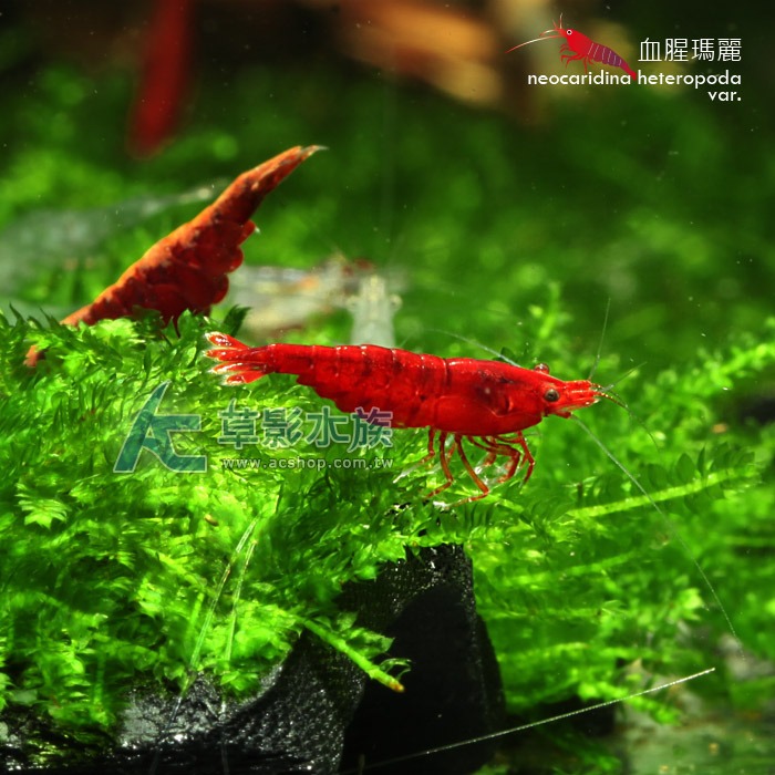 【AC草影】血腥瑪麗【三隻】觀賞蝦 淡水蝦 米蝦 除藻蝦 清潔藻類-細節圖4