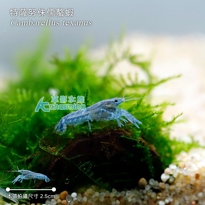 【AC草影】迷特薩努侏儒螯蝦【一隻】淡水蝦 觀賞蝦 螯蝦-細節圖2
