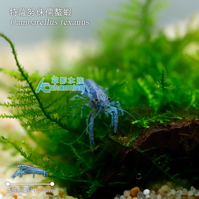 【AC草影】迷特薩努侏儒螯蝦【一隻】淡水蝦 觀賞蝦 螯蝦-細節圖3