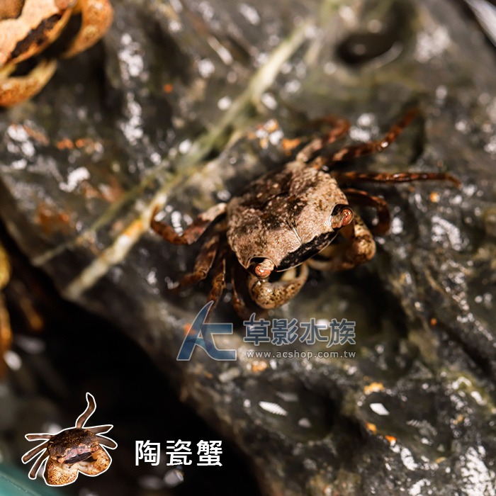 【AC草影】陶瓷蟹【一隻】觀賞螃蟹 陸蟹-細節圖2